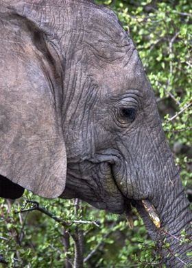 Elephant head close up