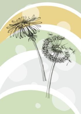 Taraxacum blow