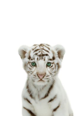 White TIger Baby Animal