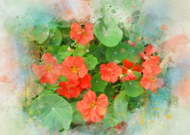 nasturtium watercolor