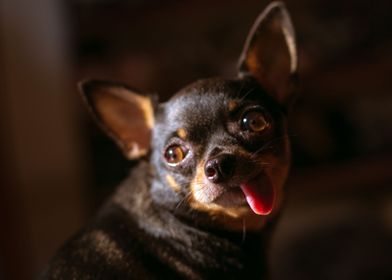 CHIHUAHUA