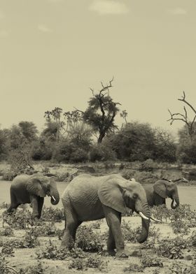 Elephants 3