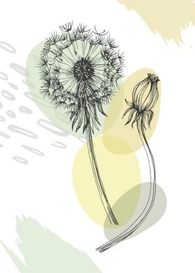 Dandelion taraxacum