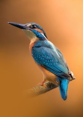 A Kingfisher Portrait 2