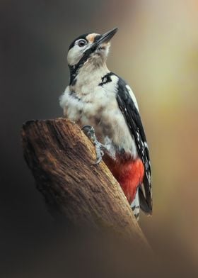 A Woodpecker Portrait