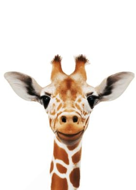 Giraffe Baby Animal