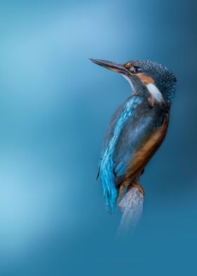 A Kingfisher Portrait 1
