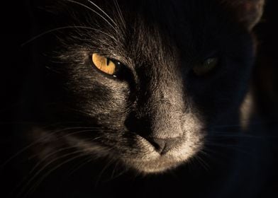 Cat in the shadows