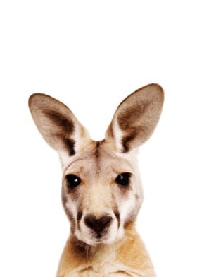 Kangaroo Baby Animal