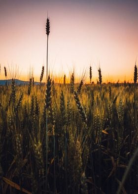 Nature Weeds Sunset