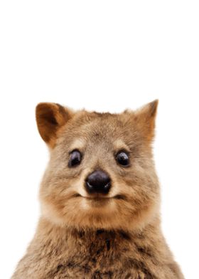 Quokka Baby Animal