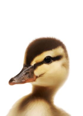 Duck Baby Animal