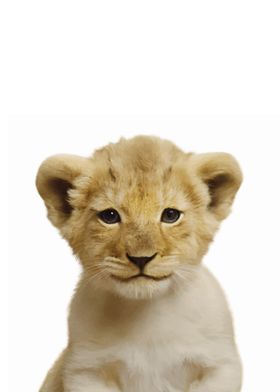 Baby Animal Lion