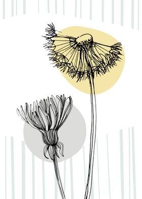 Taraxacum