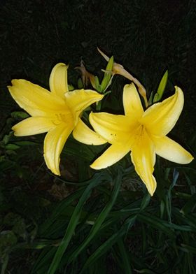 Flowers in Night