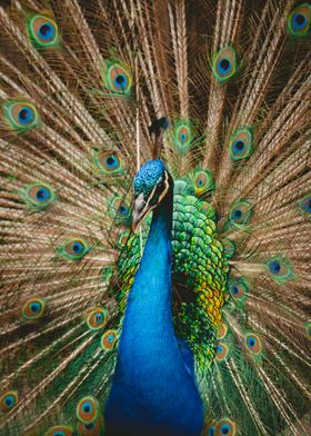 Peacock Bird