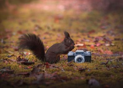 Squirrel photographer