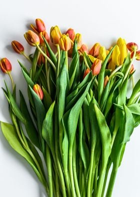 Orange Green Tulips Flower