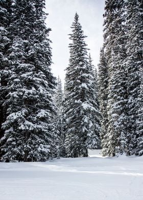 Snowy Pine Trees