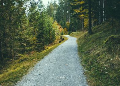 Small Trail in Forest