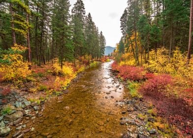 Autumn Forest And River