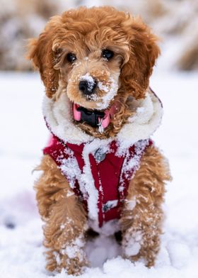 NORFOLK TERRIER