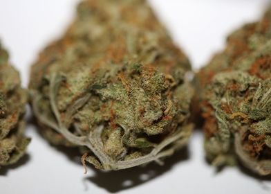 Medical marihuana buds