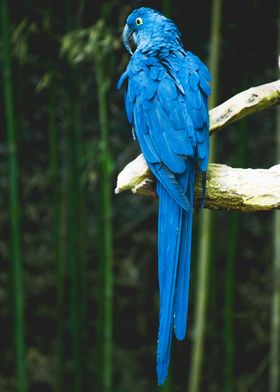 Blue Bird