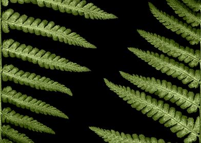 Minimalist fern leaves