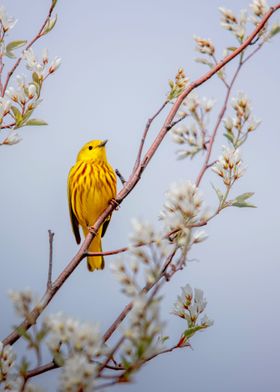 Yellow Bird