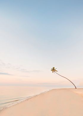 Calm beach palm