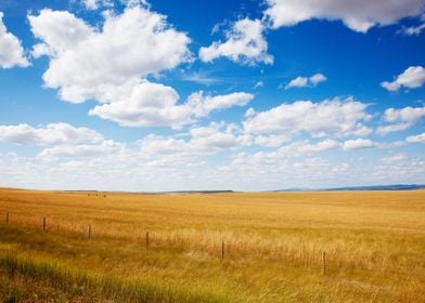 Rural Scene