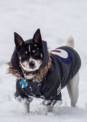 FINNISH LAPPHUND