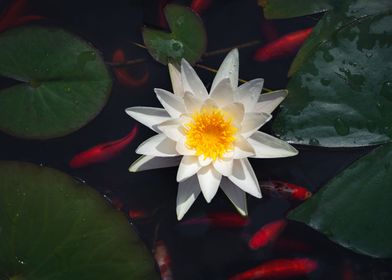 Koi fish and water lily