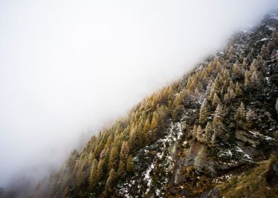 Fog Covered Hillside