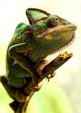 Chameleon