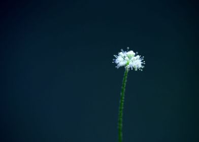 Hydrocotyle leucocephala