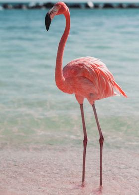 flamingo