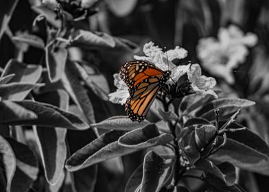 Monarch butterfly