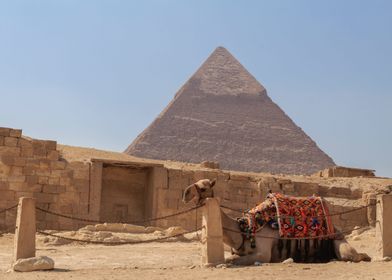 Pyramid and camel