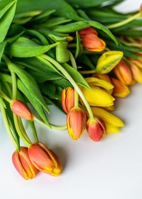 Orange Green Tulips