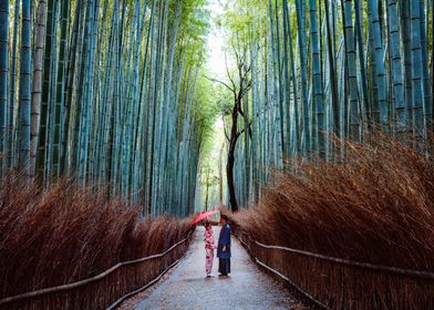 Bamboo forest with couple