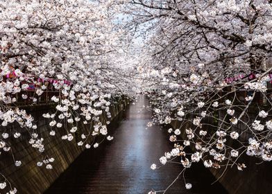 Cherry trees in Tokyo