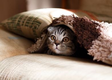 Cat Hiding Under Blanket