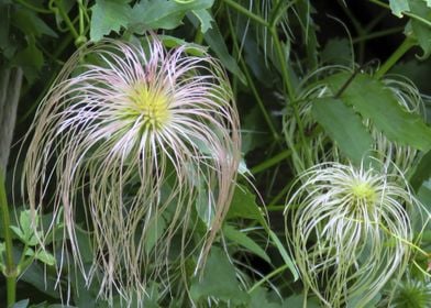 golden clematis