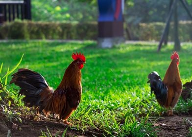 Beautiful Rooster