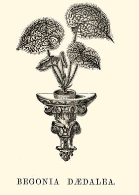 Begonia Daedalea 