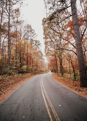 Road Between Autumn Forest