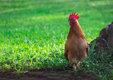 Beautiful Rooster