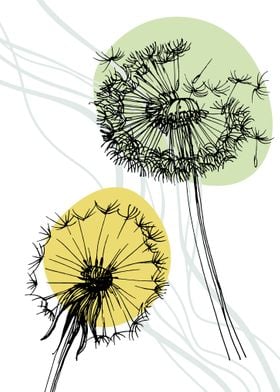 Dandelion